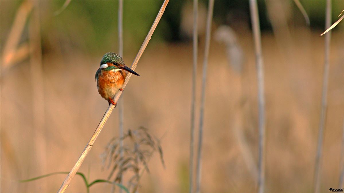 Common Kingfisher