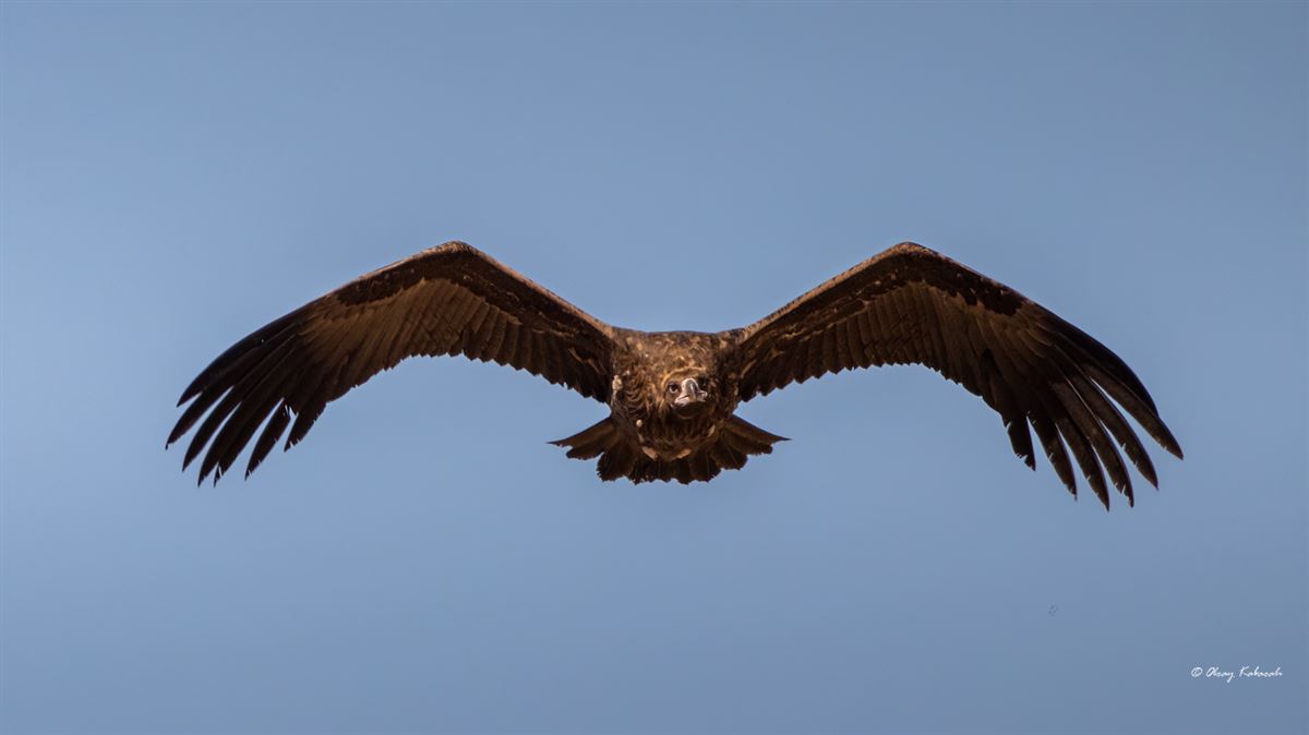 Cinereous Vulture