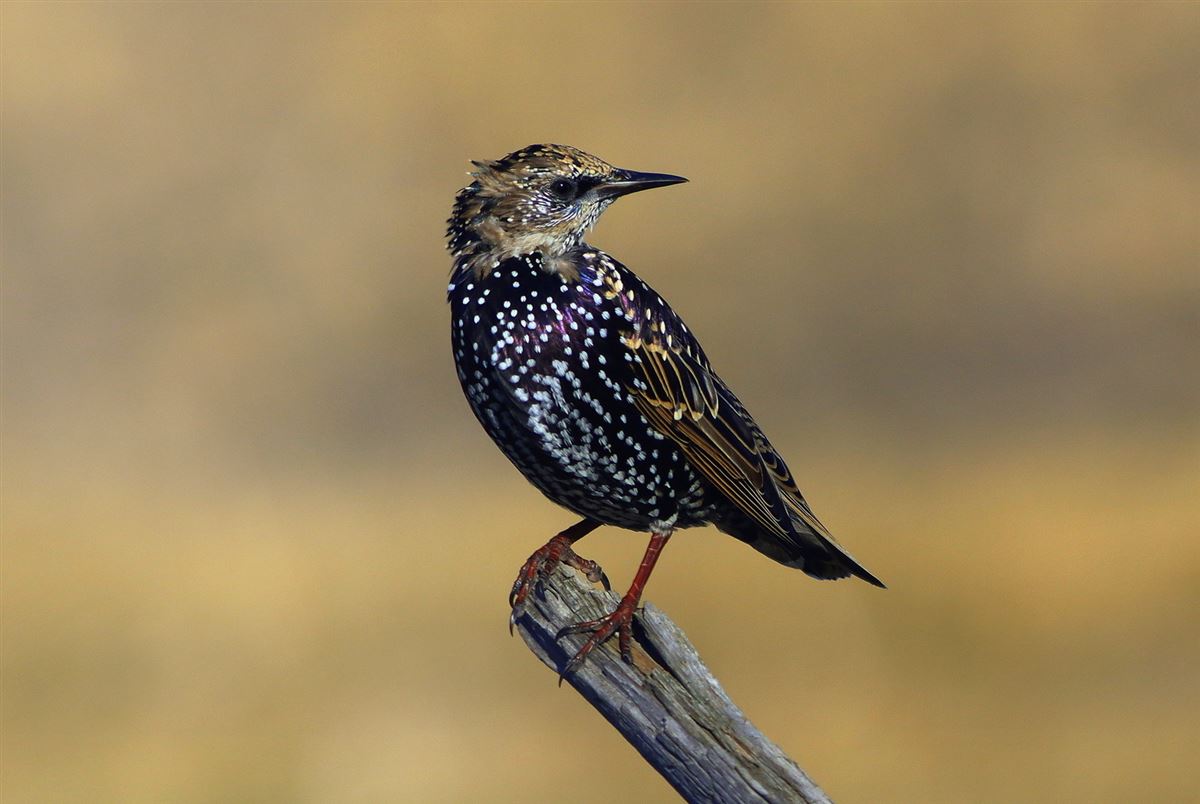 Common Starling