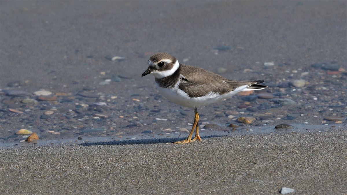 Common Ringed Plover