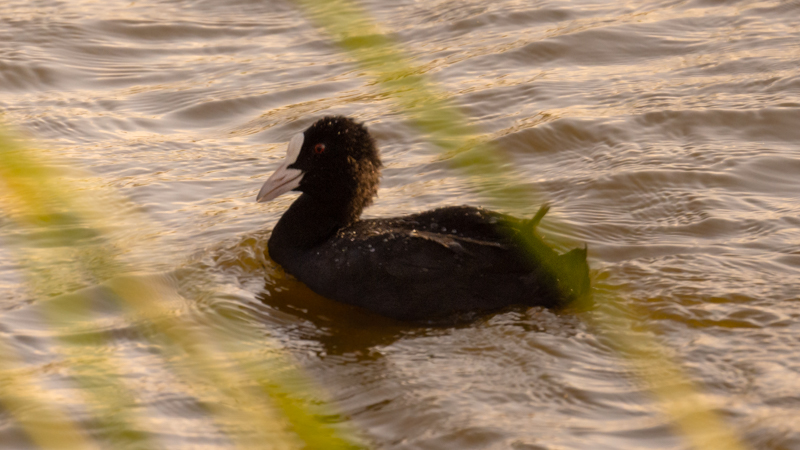 Eurasian Coot