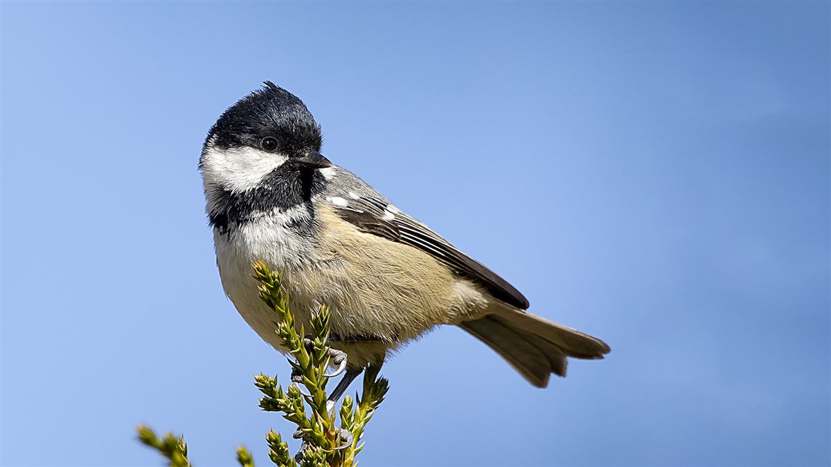 Coal Tit