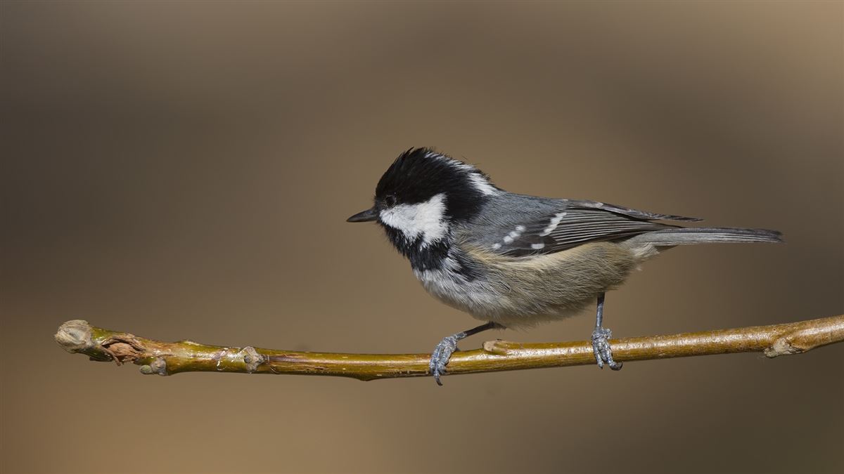 Coal Tit