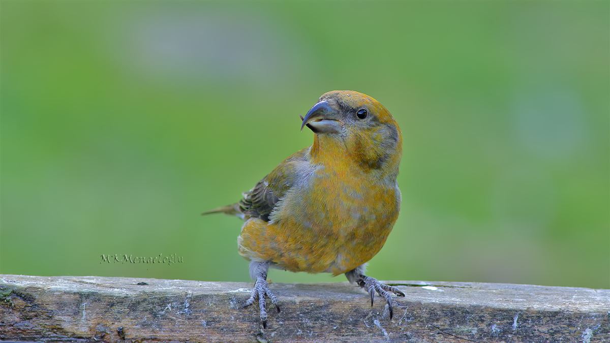 Red Crossbill