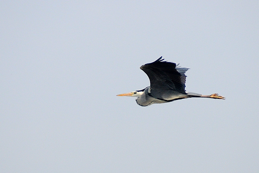 Grey Heron