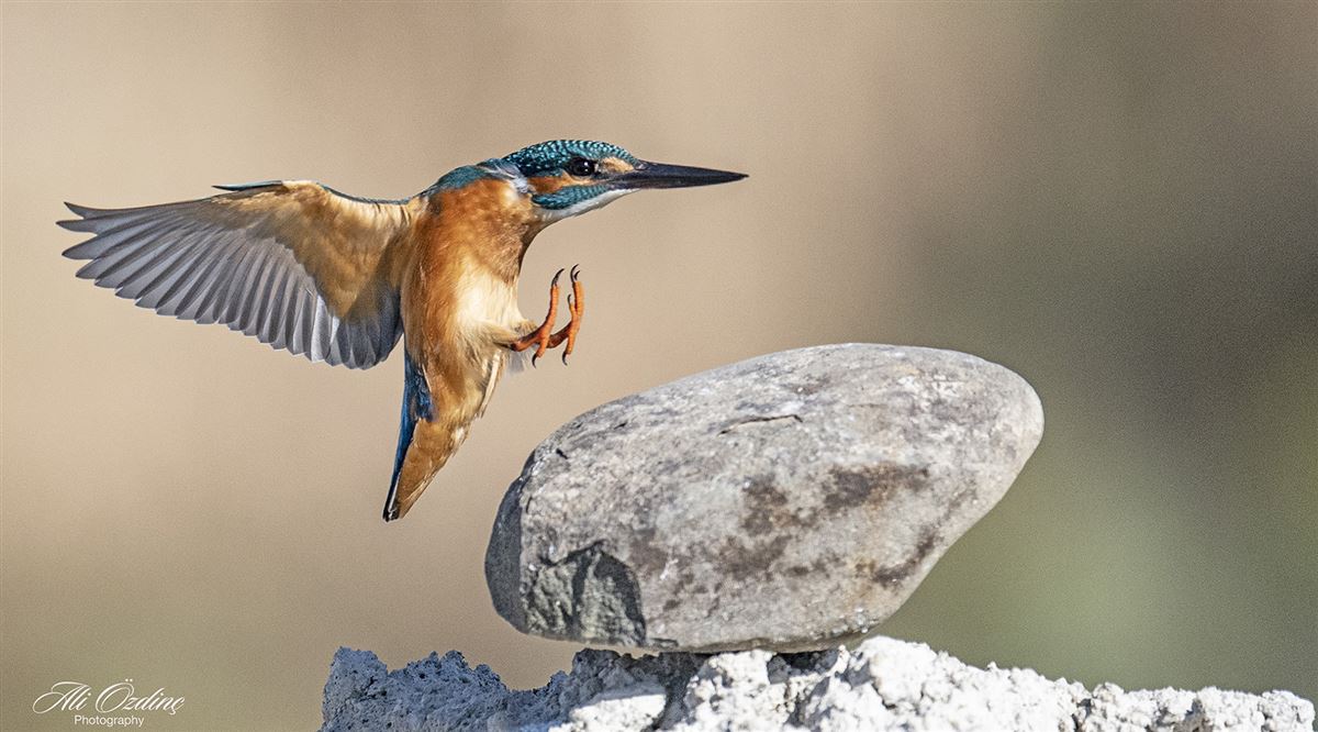 Common Kingfisher