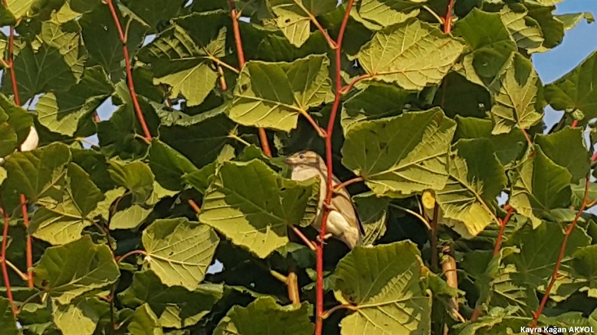 House Sparrow