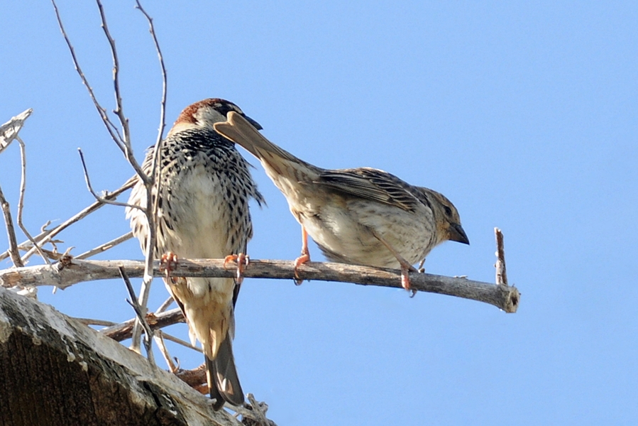 Spanish Sparrow