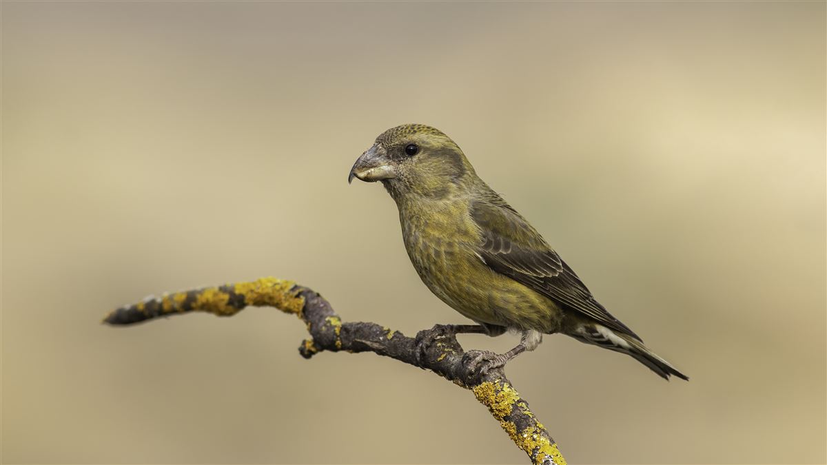 Red Crossbill