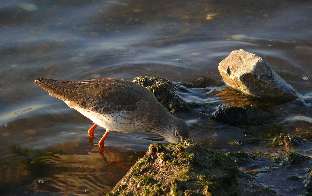 Common Redshank