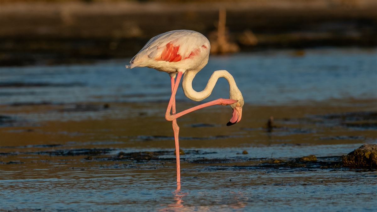 Greater Flamingo