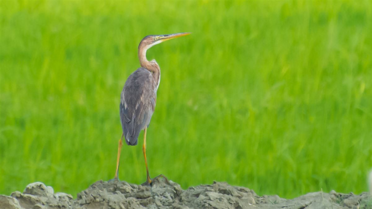 Purple Heron