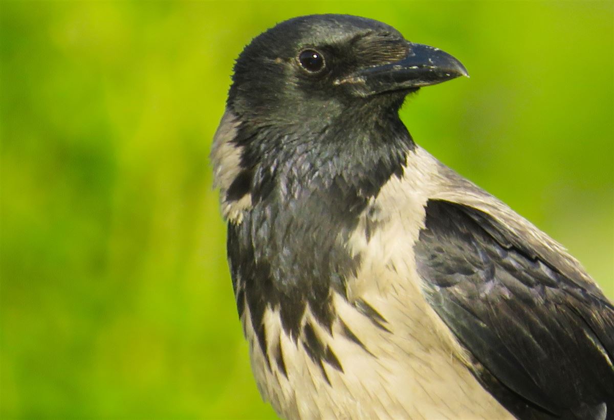 Hooded Crow