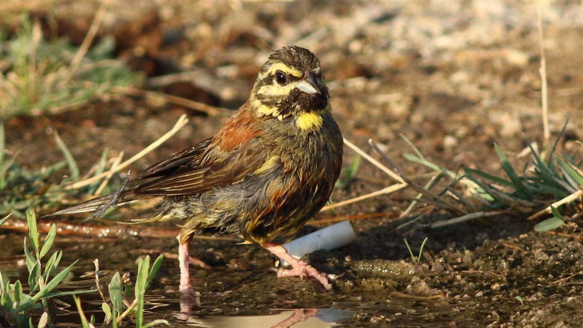 Cirl Bunting