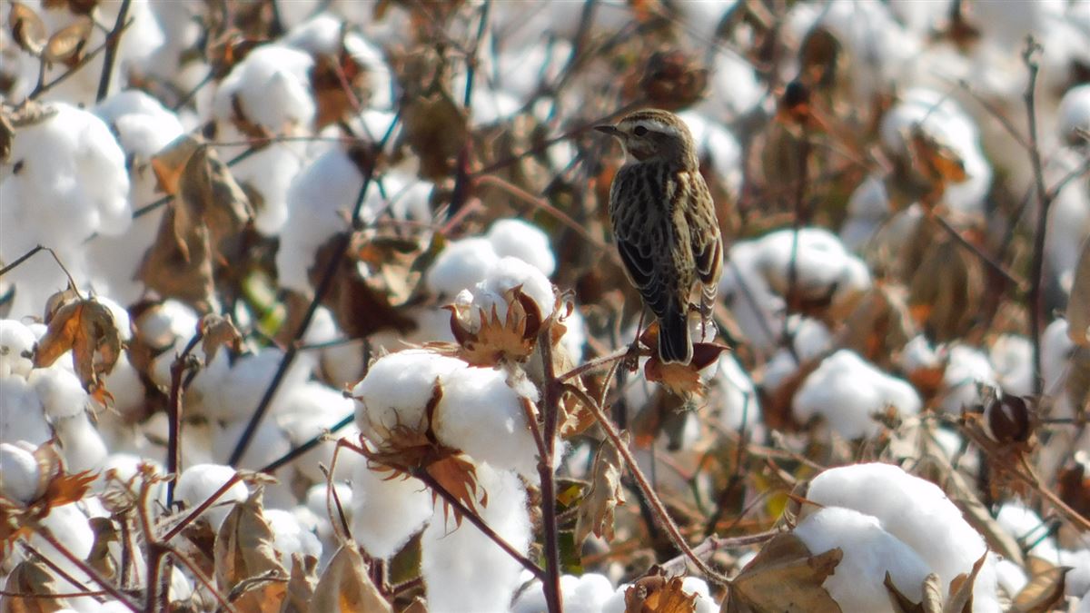 Whinchat
