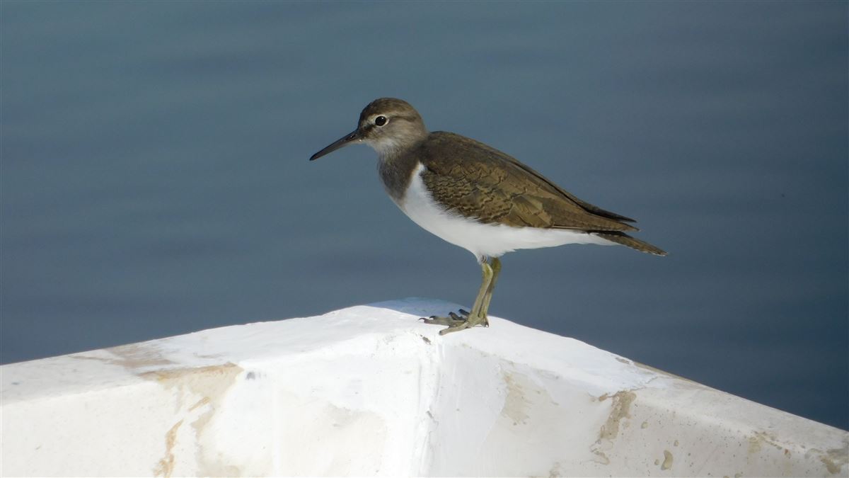 Common Sandpiper