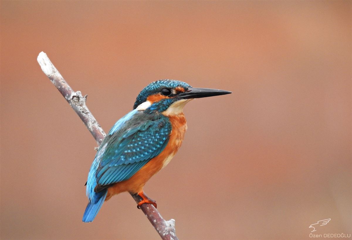Common Kingfisher