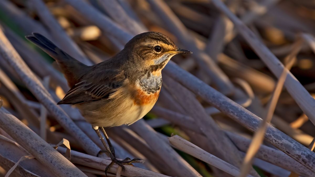 Bluethroat
