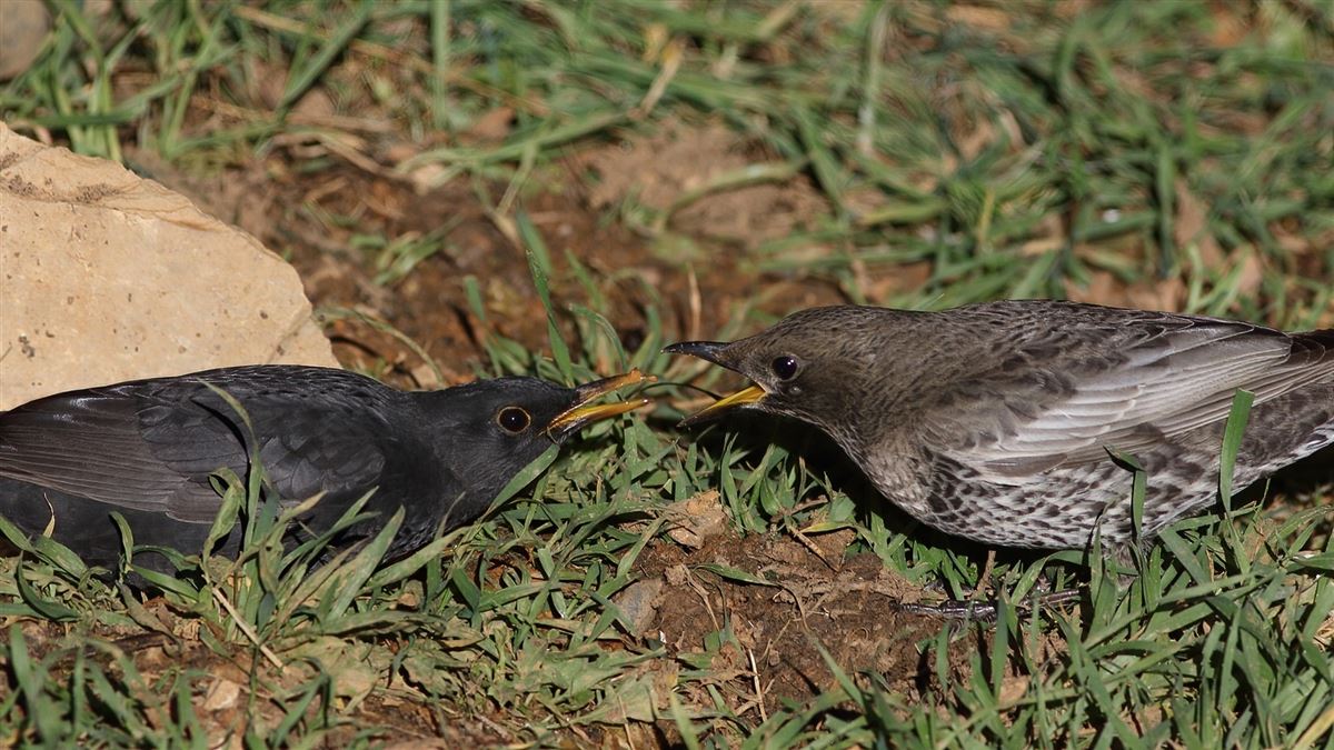 Common Blackbird