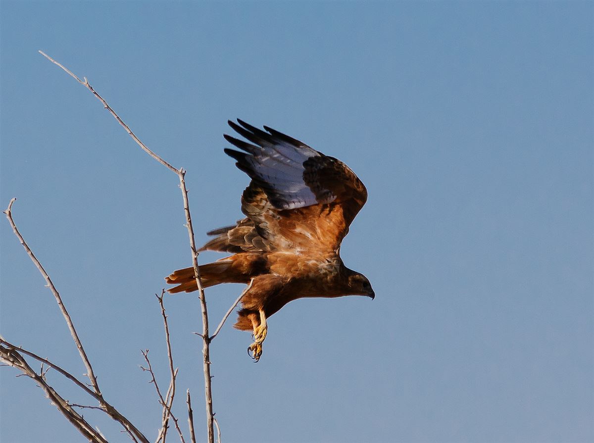 Long-legged Buzzard