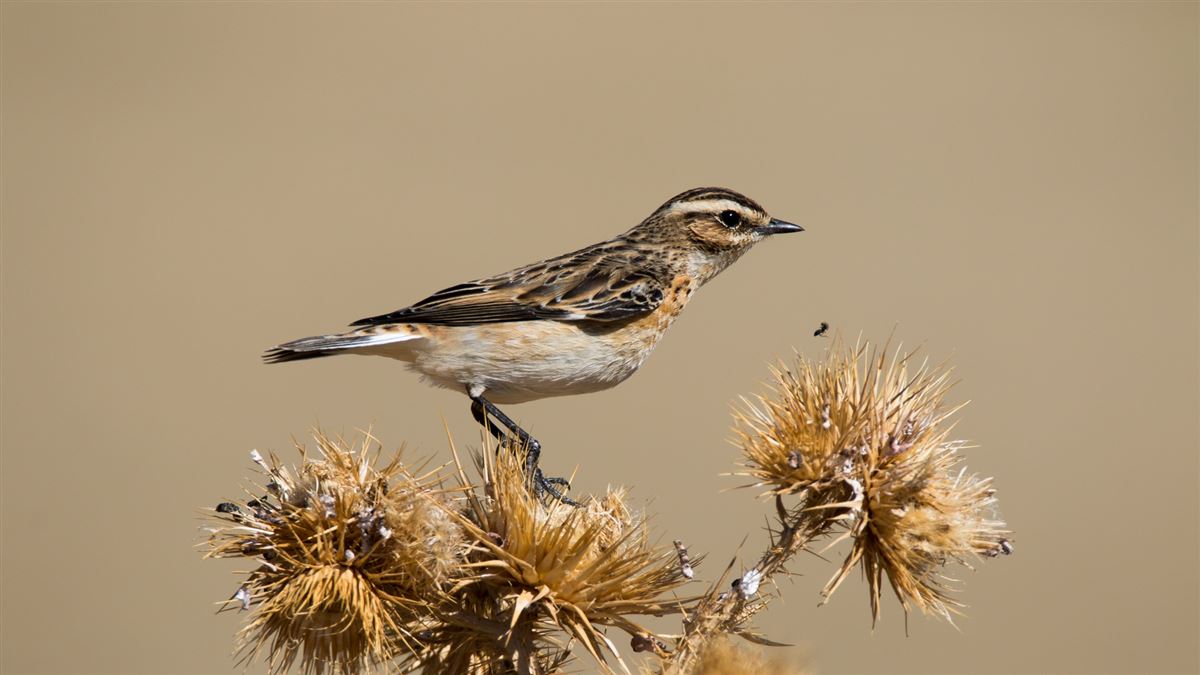 Whinchat