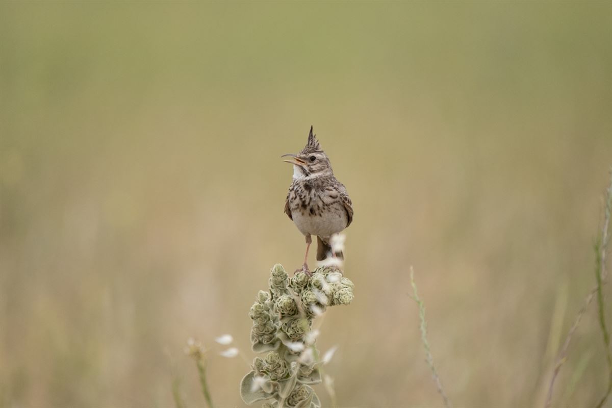 Crested Lark