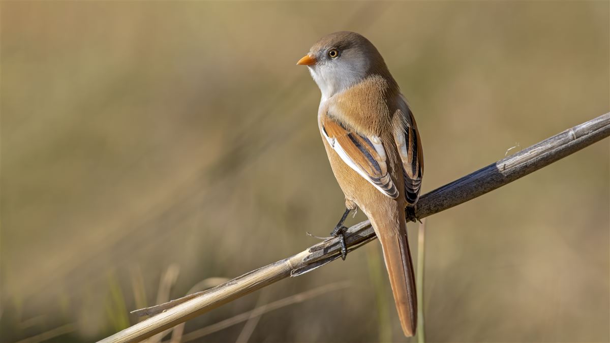 Bearded Reedling