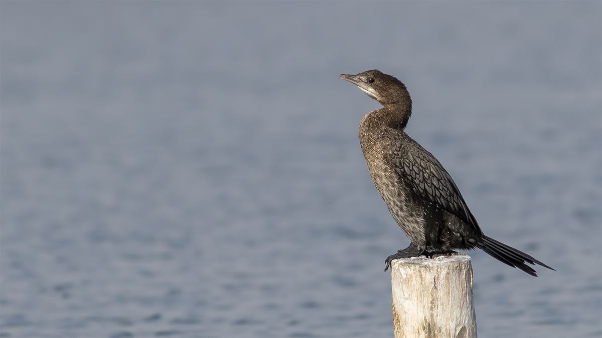 Pygmy Cormorant