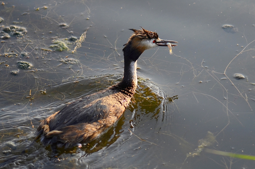 Great Crested Grebe