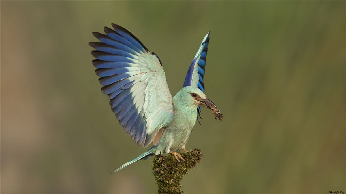 European Roller
