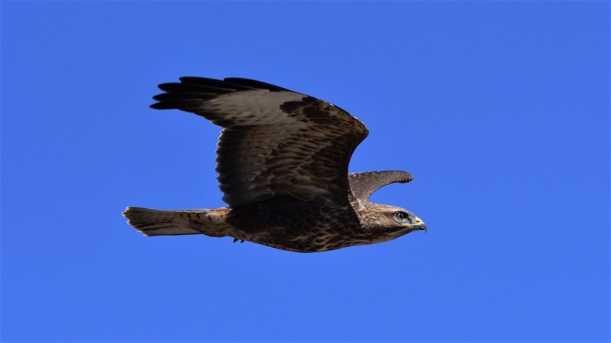 Common Buzzard
