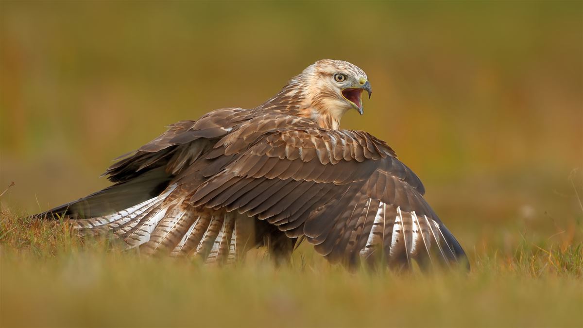 Long-legged Buzzard