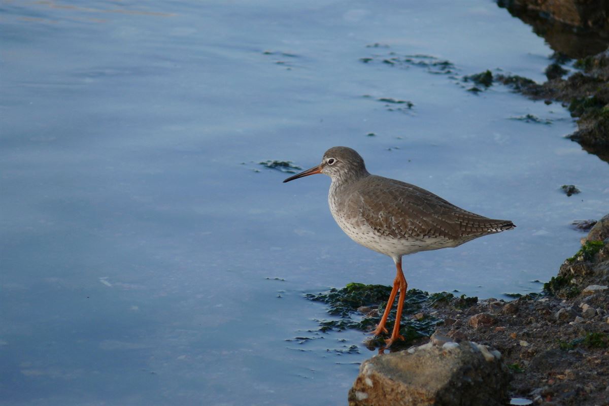 Common Redshank