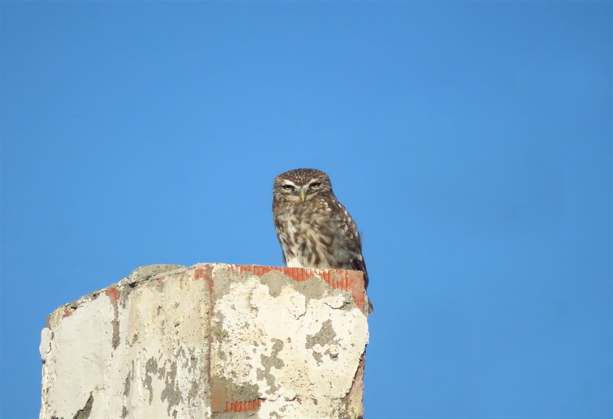 Little Owl