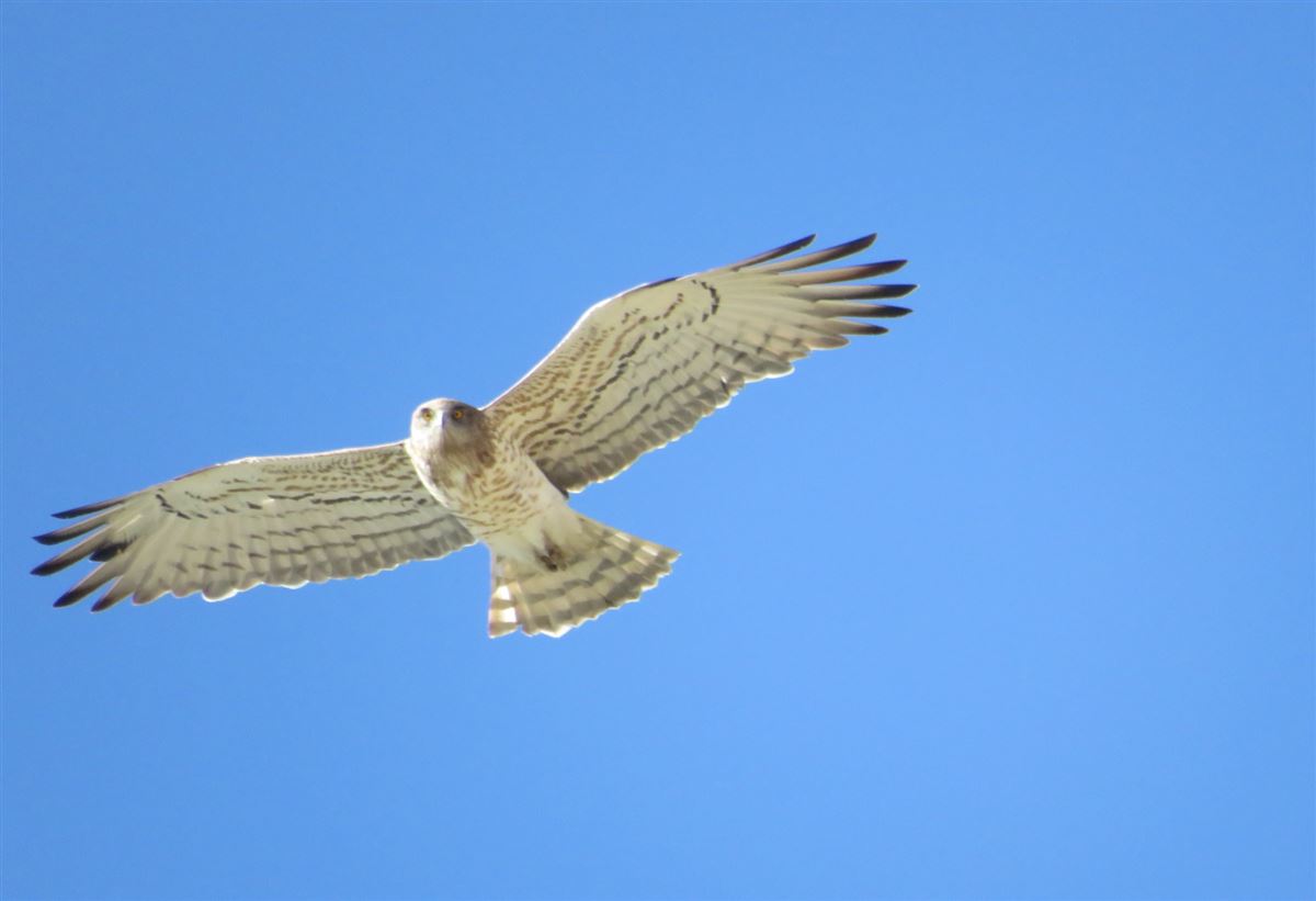 Short-toed Snake Eagle