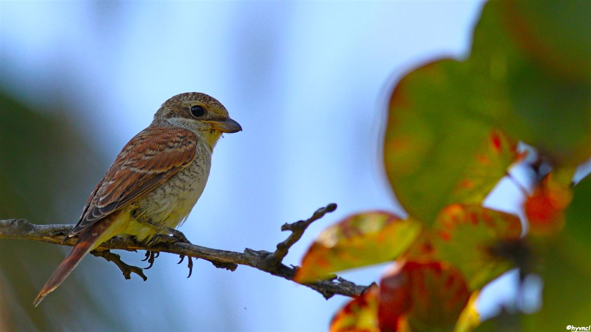 Red-backed Shrike