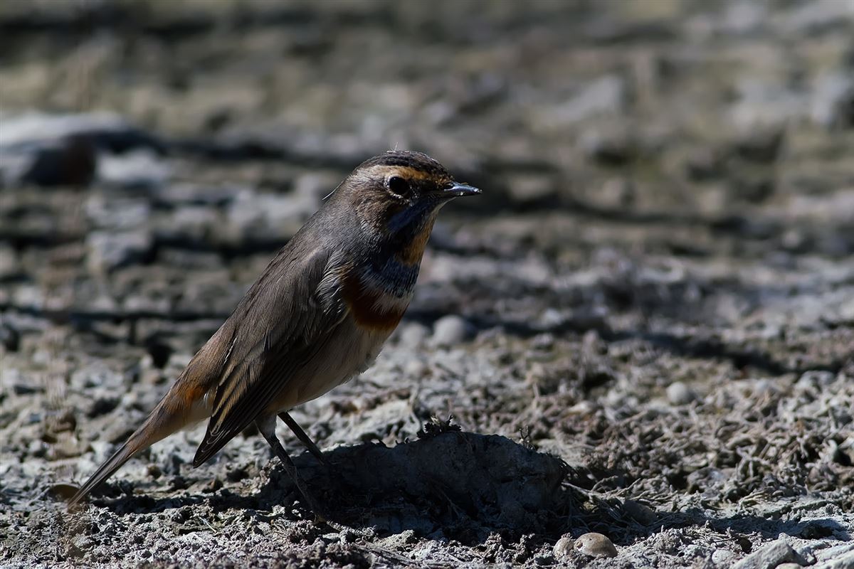 Bluethroat