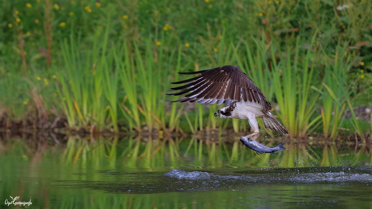 Osprey