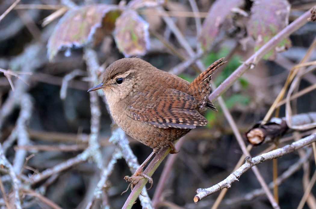 Eurasian Wren