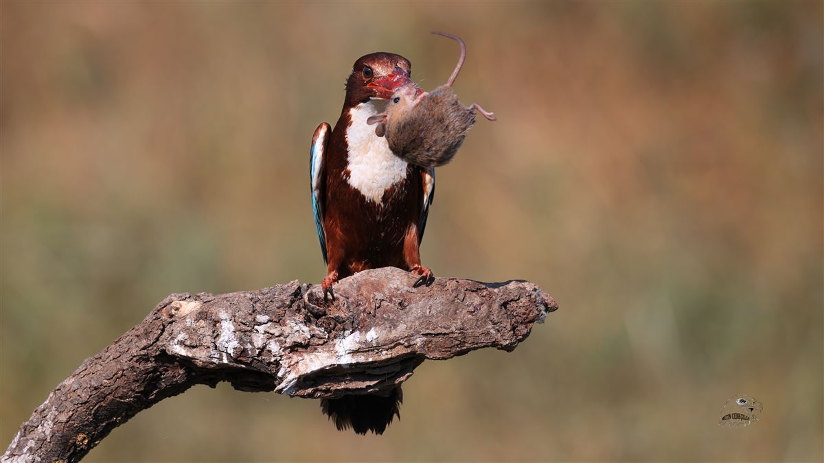 White-throated Kingfisher