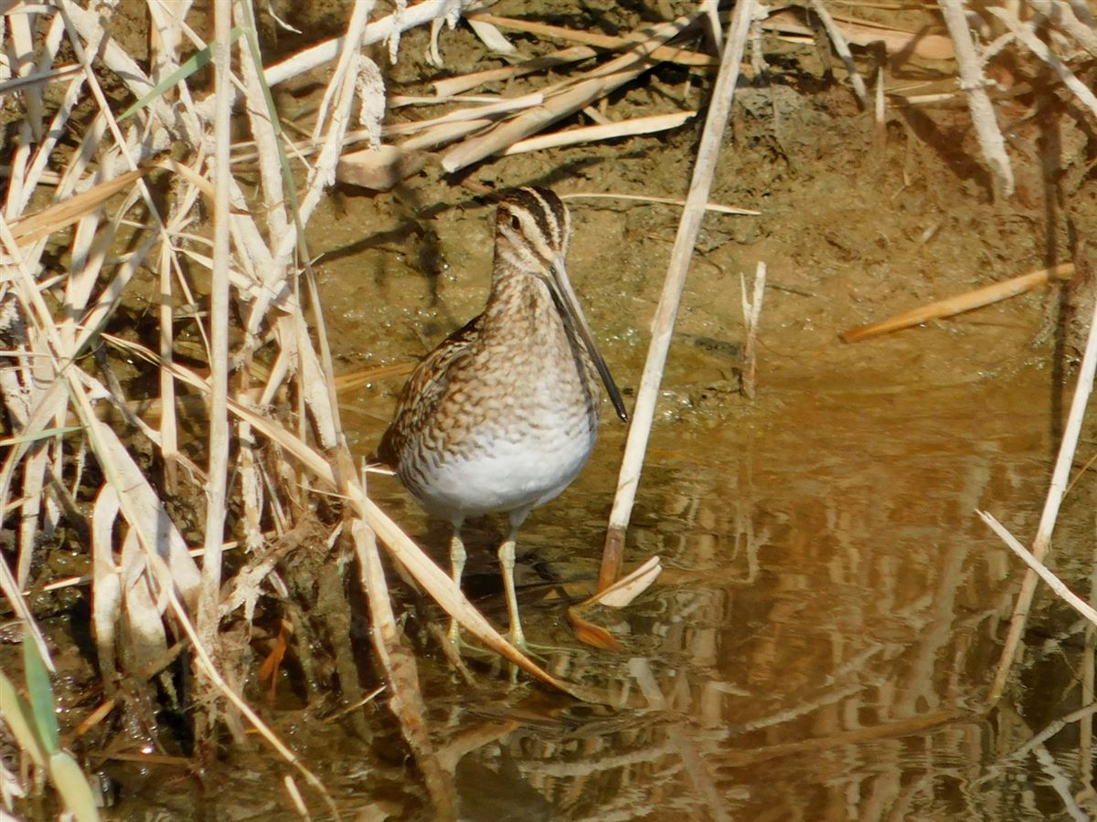 Common Snipe