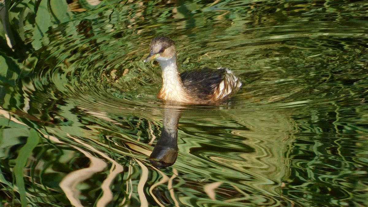 Little Grebe