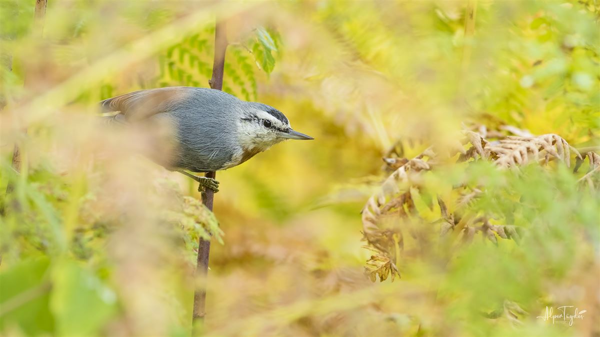 Krüper`s Nuthatch
