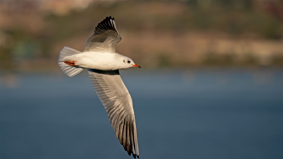 Black-headed Gull