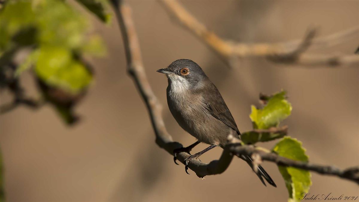 Sardinian Warbler