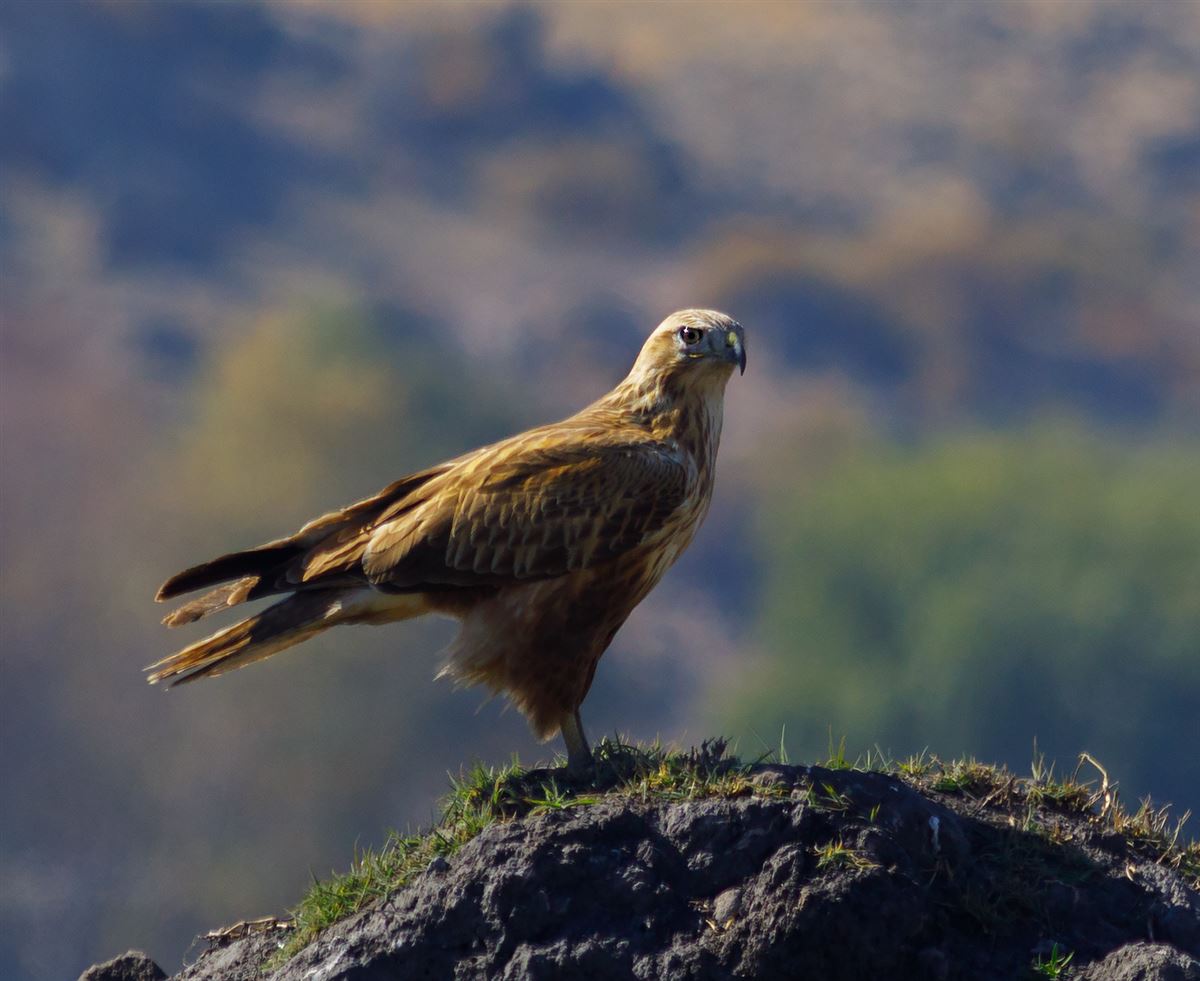 Long-legged Buzzard