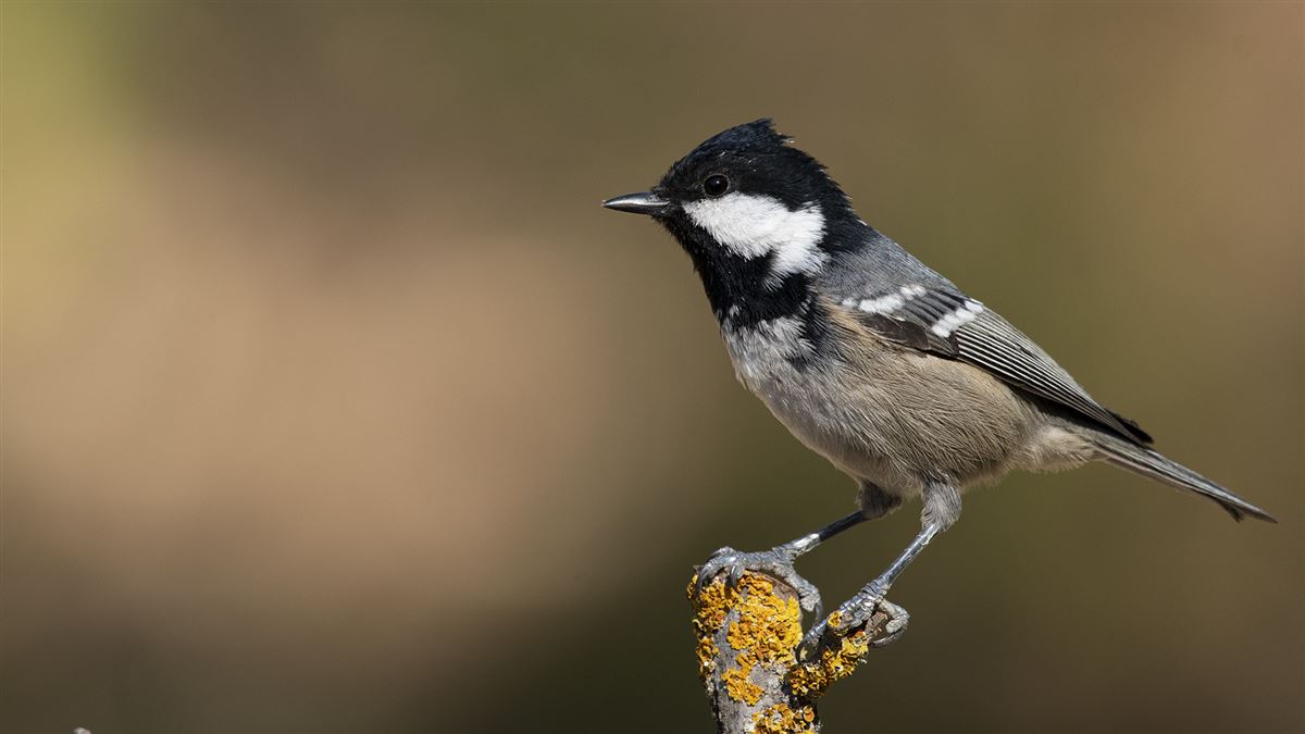 Coal Tit