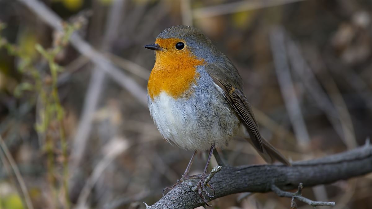 European Robin
