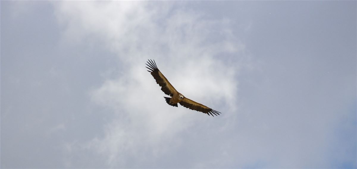 Griffon Vulture