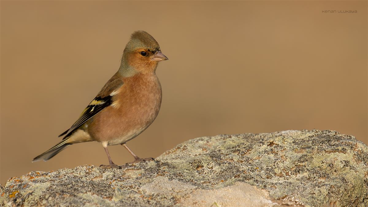 Common Chaffinch